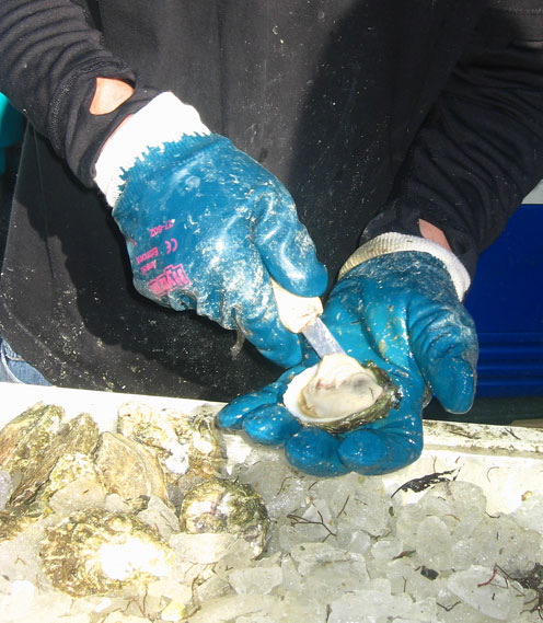 shuckhands.jpg