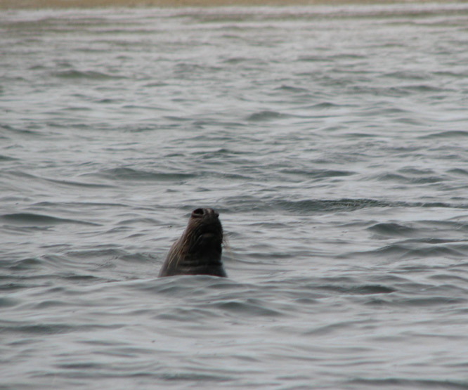 seal1.jpg