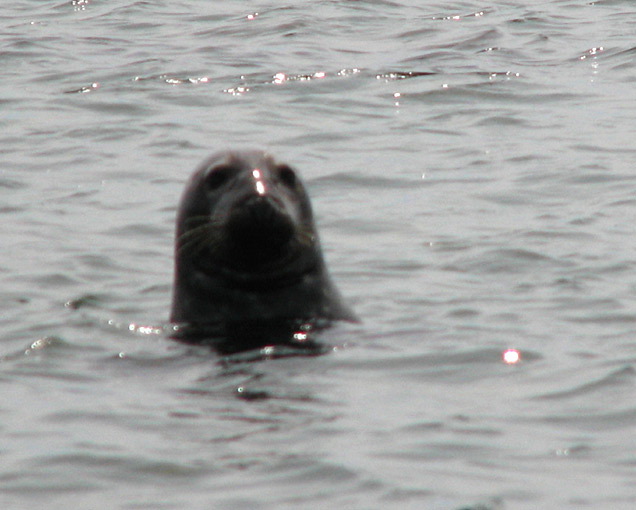 seal12.jpg