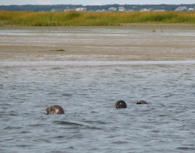 seal2.jpg