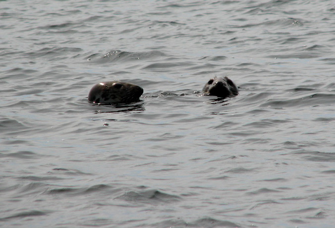 seal6.jpg