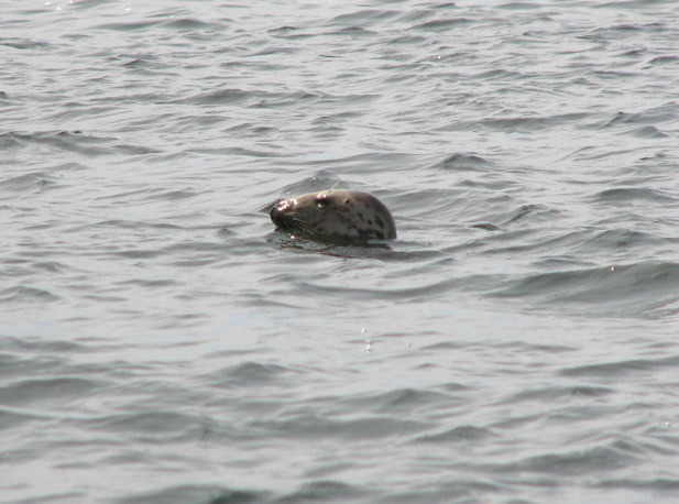 seal8.jpg