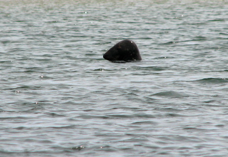seal9.jpg